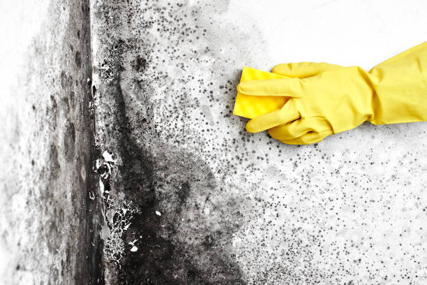 Best Affordable Mold Removal  in Mill City, OR