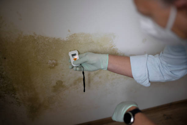 Best Home Mold Removal  in Mill City, OR