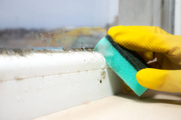 Professional Mold Removal in Mill City, OR