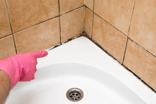 Best Residential Mold Removal  in Mill City, OR