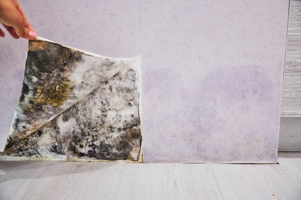 Best Mold Testing  in Mill City, OR